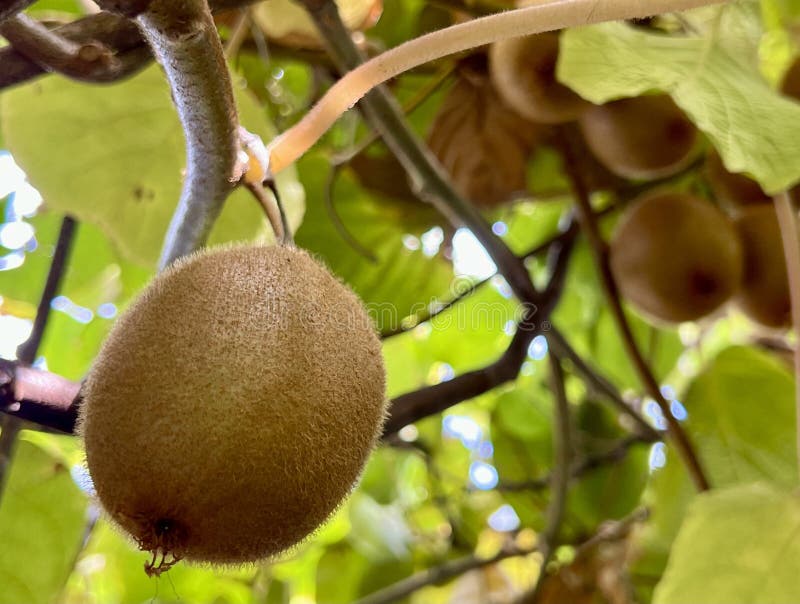 This refers to a specific reference code for an item in a collection or ...